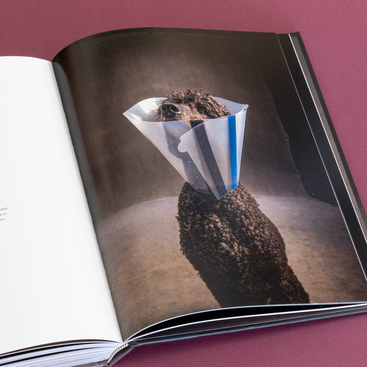 year of the dogs coffee table book
