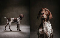 year of the dogs coffee table book