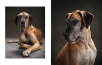 year of the dogs coffee table book