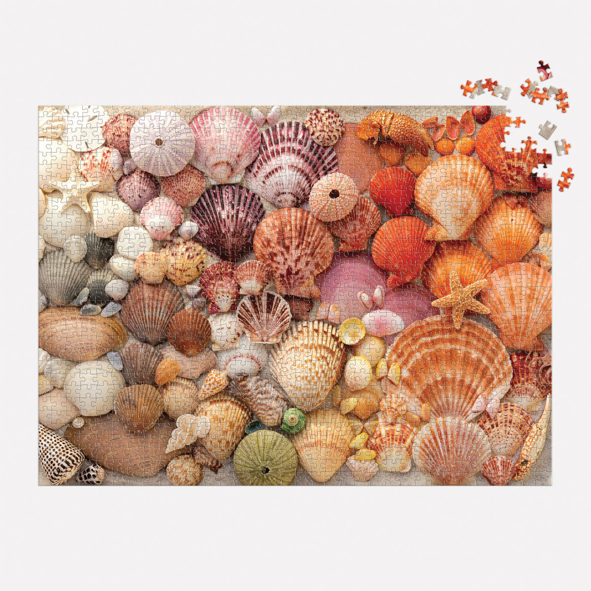 vibrant seashells 1000pc puzzle