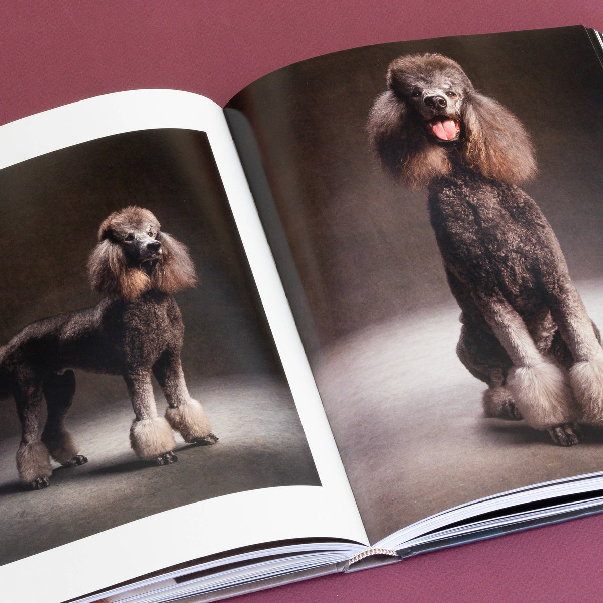 year of the dogs coffee table book